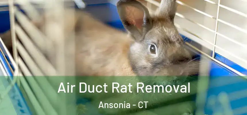  Air Duct Rat Removal Ansonia - CT